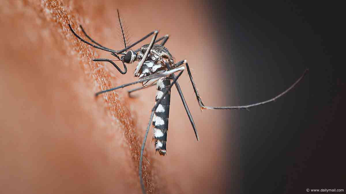 Secret Pentagon files reveal US Army tested swarms of 'killer mosquitoes' as biological warfare weapons