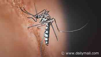 Secret Pentagon files reveal US Army tested swarms of 'killer mosquitoes' as biological warfare weapons