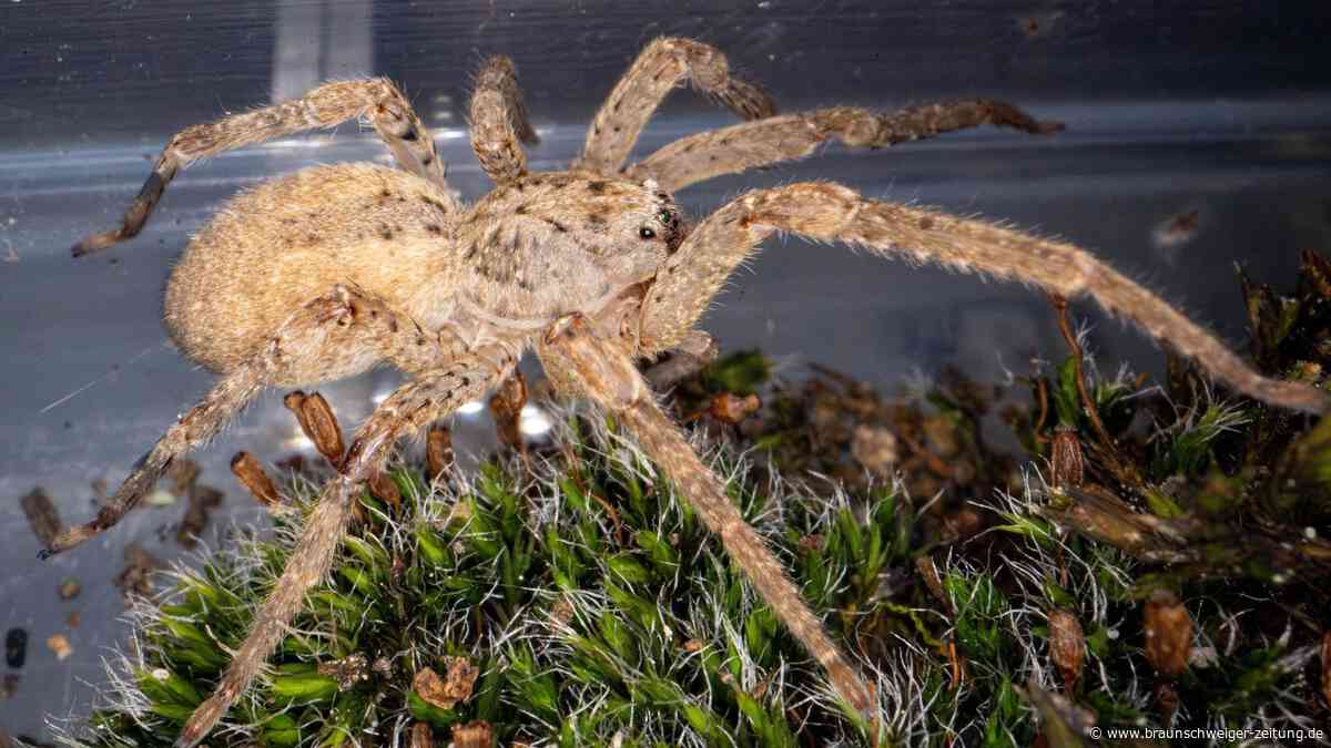 „Immer häufiger gesichtet“ – Nosferatu-Spinne breitet sich im Norden aus
