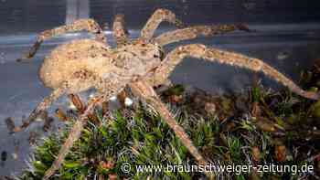 „Immer häufiger gesichtet“ – Nosferatu-Spinne breitet sich im Norden aus