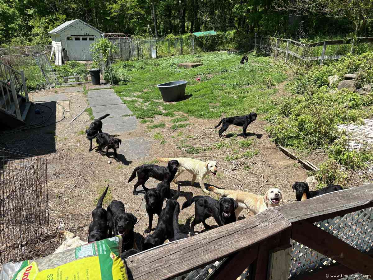 Dozens of emaciated dogs found at Patterson breeder’s property