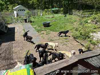 Dozens of emaciated dogs found at Patterson breeder’s property