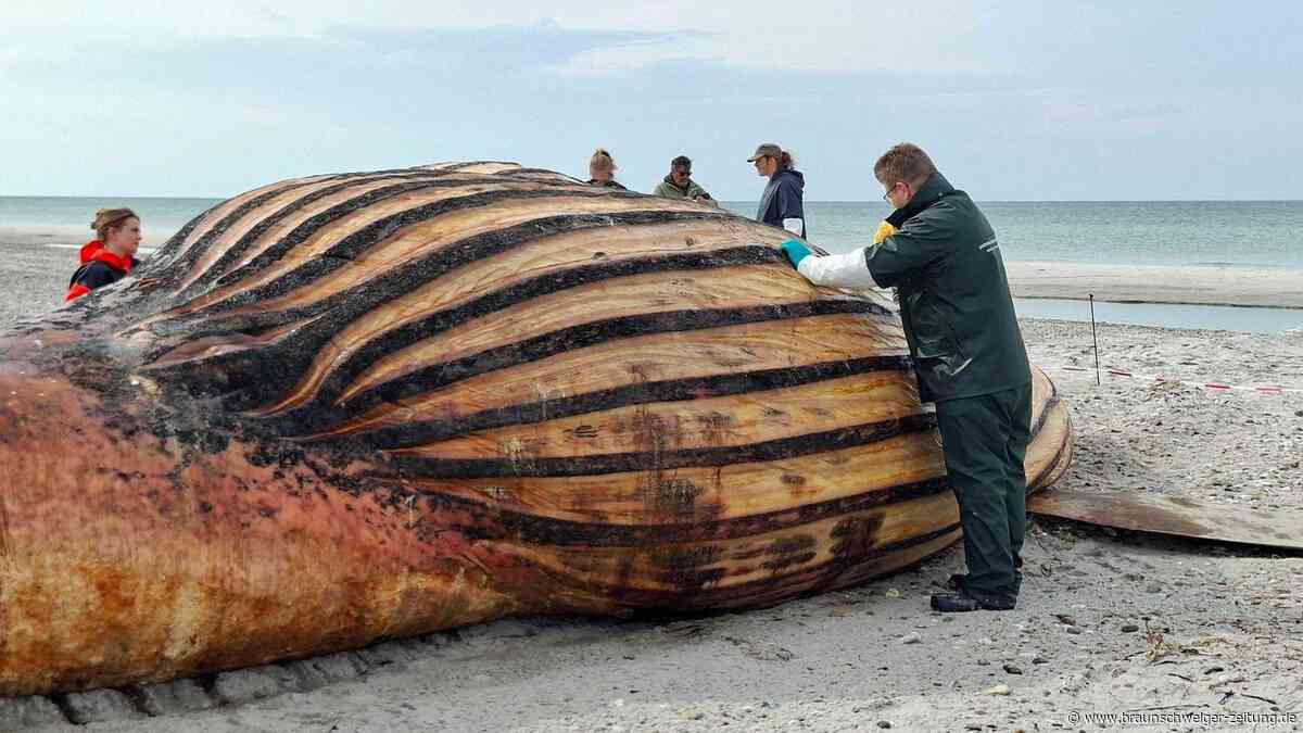 „Timmy“ war ein Weibchen – die ersten Ergebnisse der Obduktion sind da