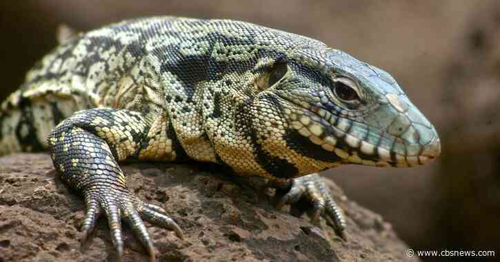 This giant salmonella-carrying invasive lizard is spreading in Georgia — officials say it must be stopped.