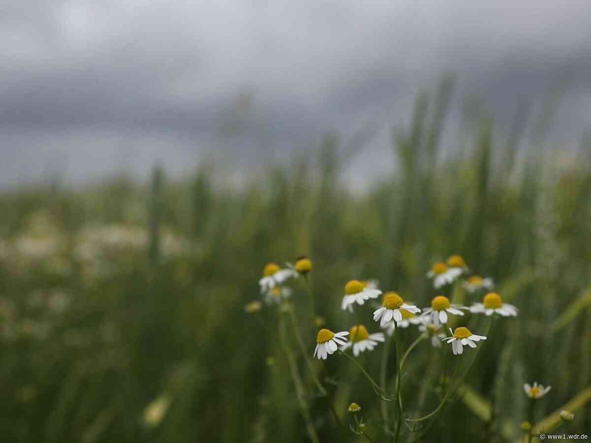NRW-Wetter: So wird das Fronleichnams-Wochenende