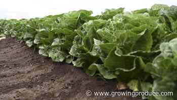 Where You Can See the Future of Veg This Summer