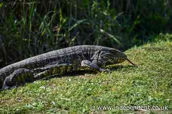 Giant lizards are invading and spreading disease in US state as officials urge residents to kill them