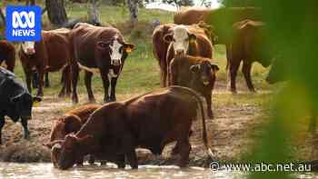 Experts suspect state policy is putting some farmers in artificial drought