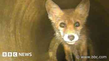 Fox cub rescued from drain with aid of traffic cone