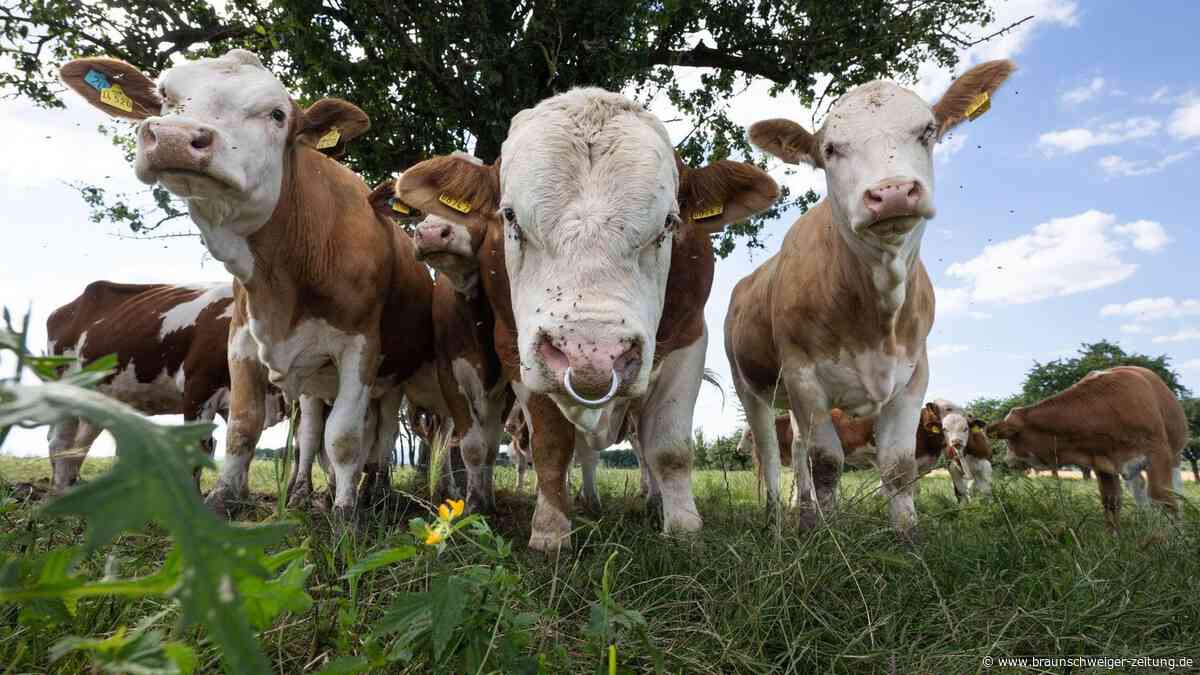 Ausgerissene Kühe spazieren durch Notaufnahme in Krankenhaus