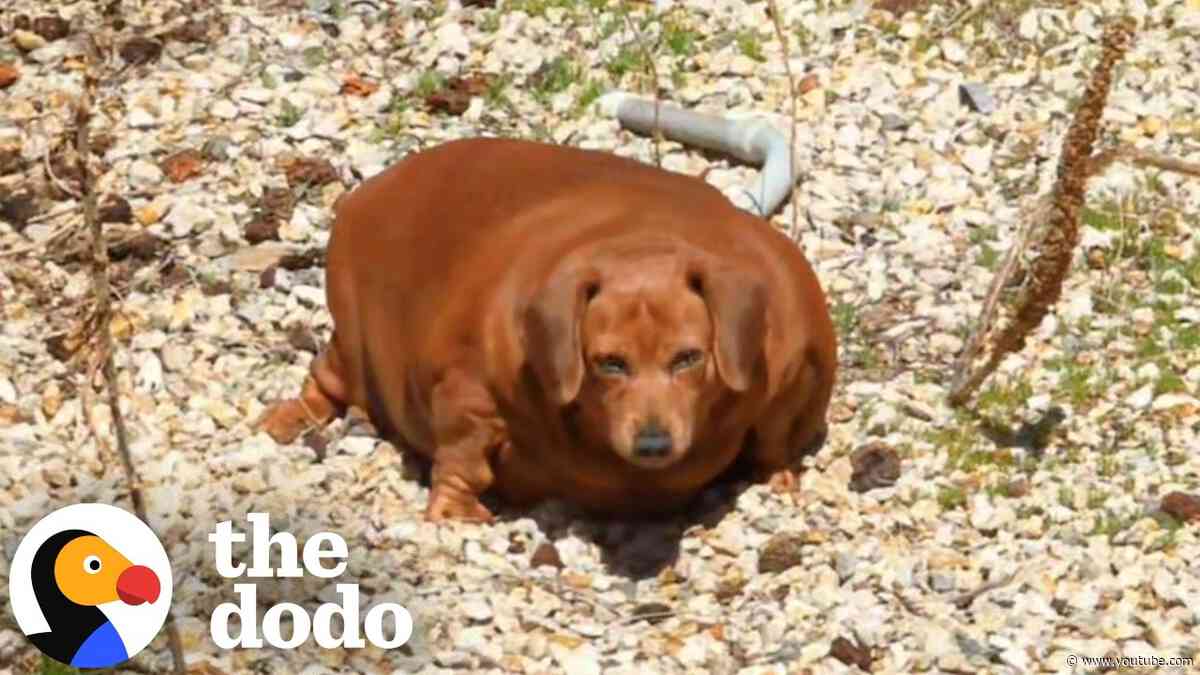 Massively Overfed Dachshund Gets A Second Chance At Life  | The Dodo