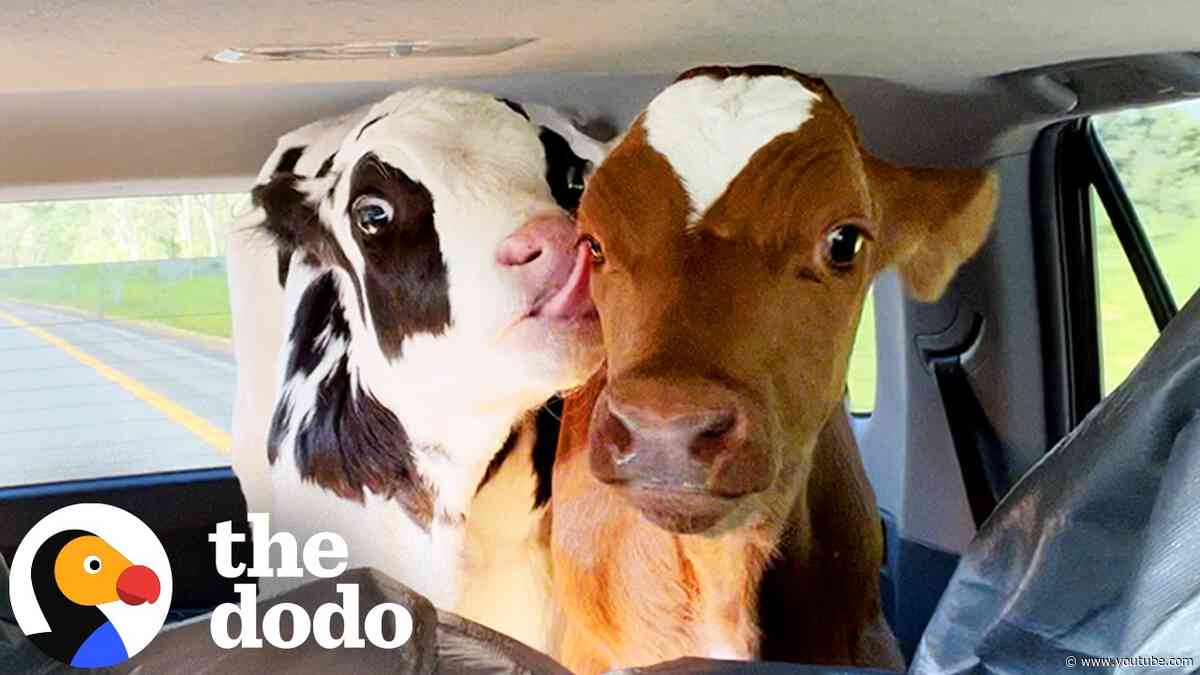 They Became Best Friends During Their Rescue | The Dodo