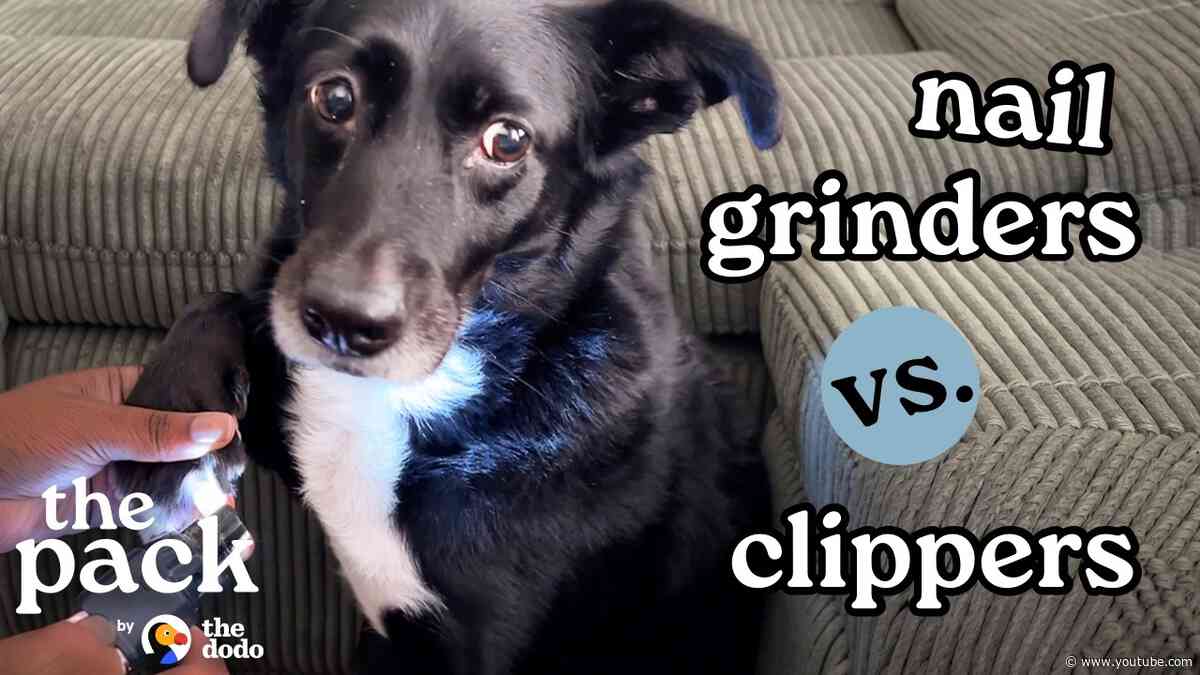 Which Nail Tool Is Right For Your Dog? | The Dodo