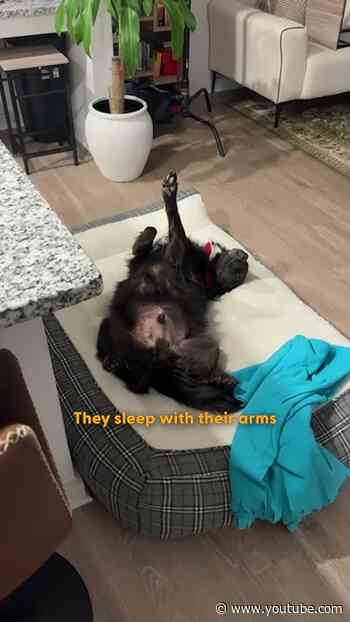 Rescue Dog Meets His Real Dad After A DNA Test | The Dodo