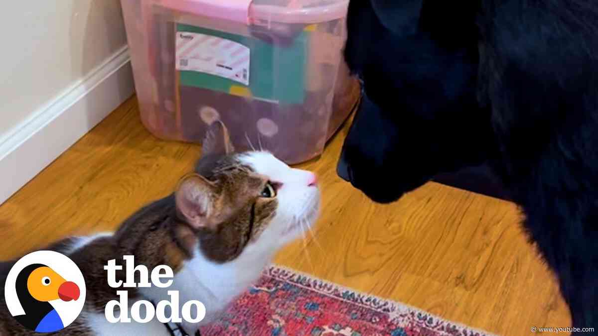 This Cat Waited His Whole Life For A Dog Best Friend | The Dodo