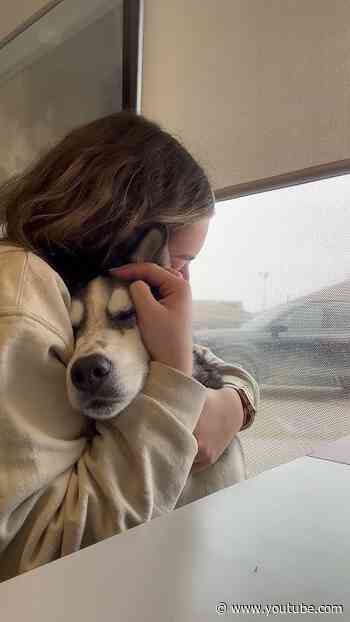 Husky Runs Away From Home To Visit Her Boyfriend At Doggy Daycare | The Dodo