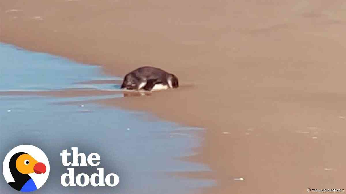Jogger Finds A Tiny Penguin Stranded On The Beach | The Dodo