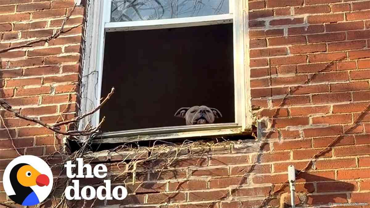 Pittie Asks People To Save Him From An Abandoned House | The Dodo