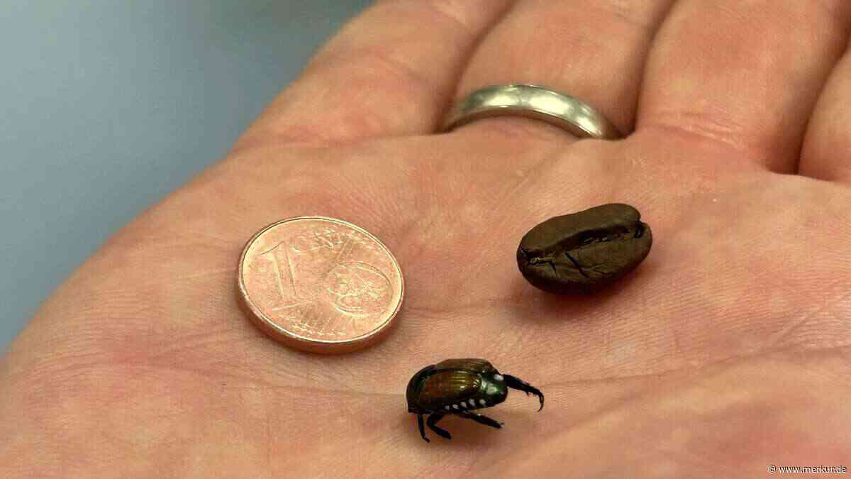 Käfer sorgt für monatelanges Gießverbot – „Gefahr für die Natur“