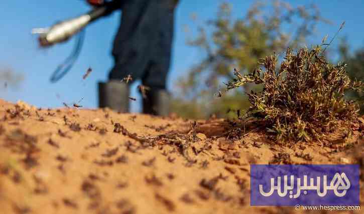 رصيف الصحافة: استنفار ميداني لمواجهة انتشار الجراد في مناطق قروية