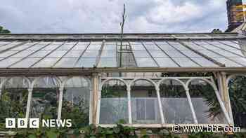 Giant agave bursts through glasshouse roof
