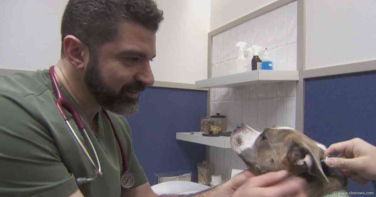 Health Watch: Spring allergies hit pets hard—what owners should know