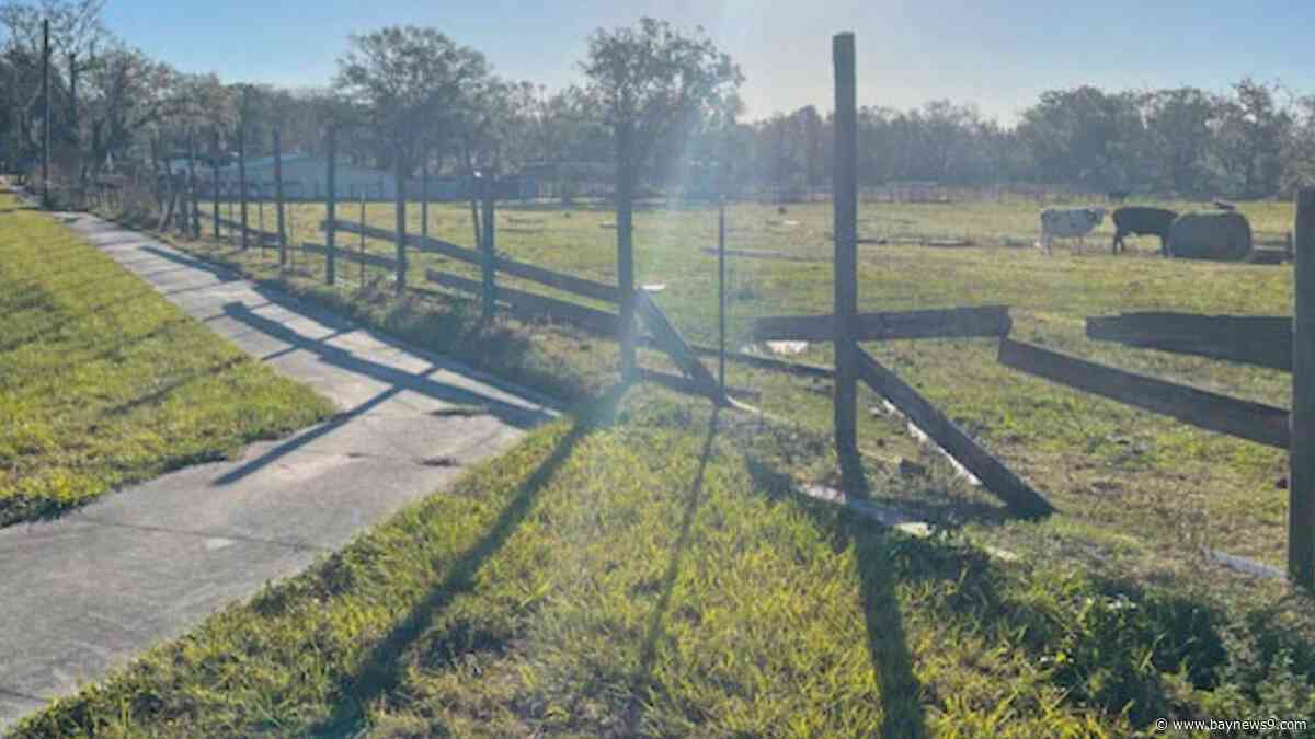 Hillsborough County considers new ordinance to address rising problem of loose livestock