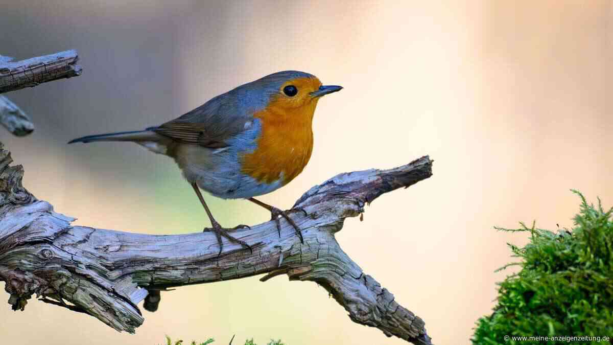 Richtig pflanzen: So wird der Garten zum Vogelparadies