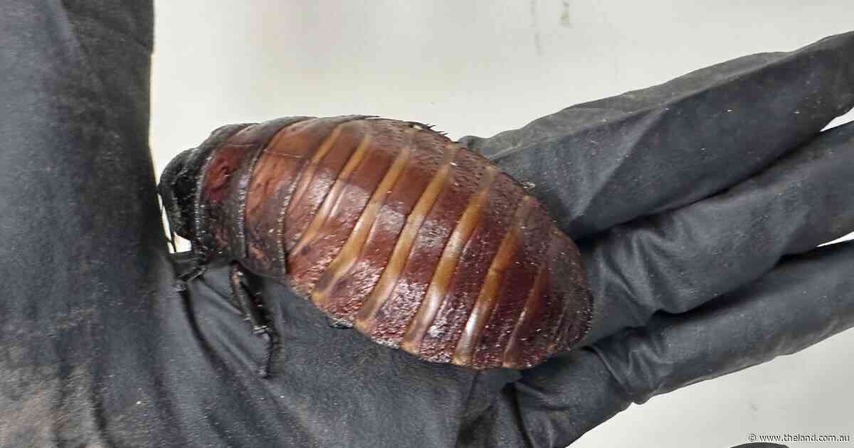 Up to $200,000 worth of exotic insects seized in the Central West