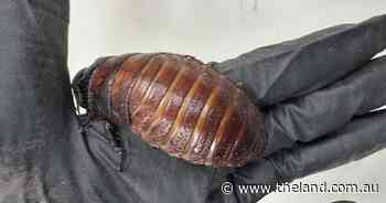 Up to $200,000 worth of exotic insects seized in the Central West