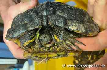 POL-OH: Wasserschildkröte in Maberzell gefunden