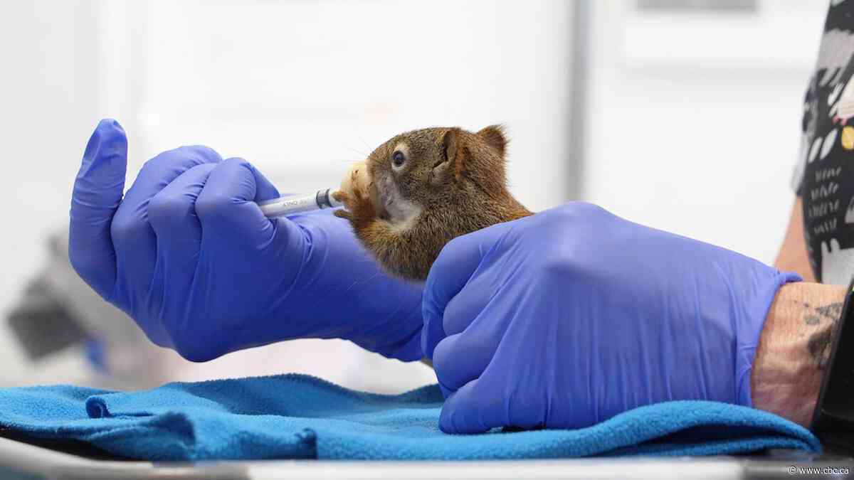 Meet the babies brought in to the Calgary Wildlife Rehabilitation Society