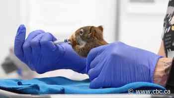 Meet the babies brought in to the Calgary Wildlife Rehabilitation Society