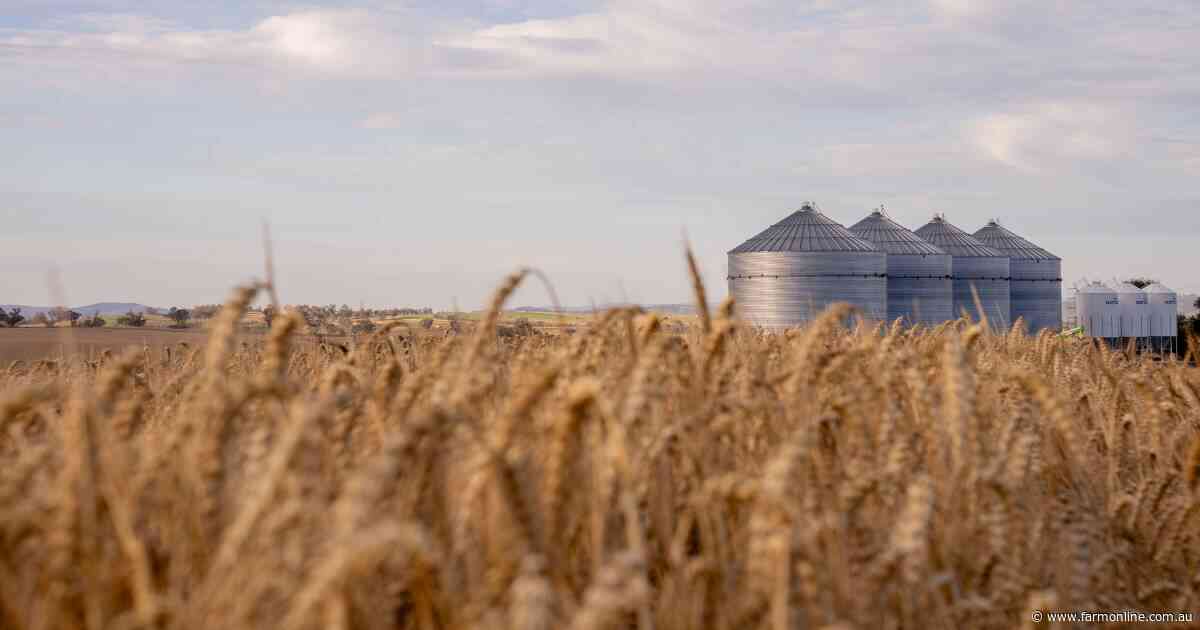 Wheat's danger window has arrived: how to navigate a volatile season
