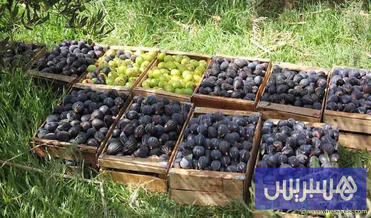 موسم "الباكور" ينعش أسواق وزان ويستقطب التج&#