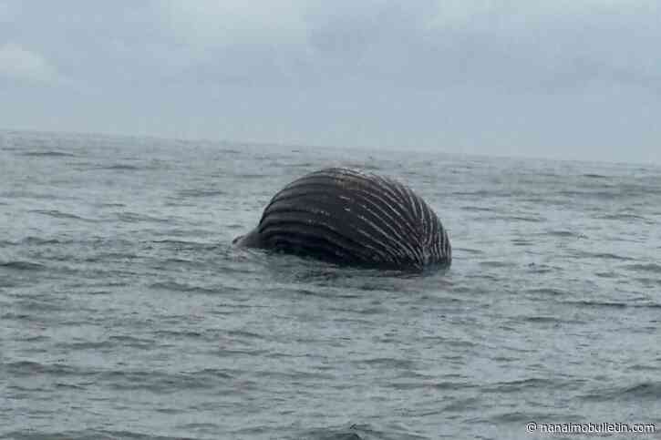 Dead humpback whale reported floating off Vancouver Island coast