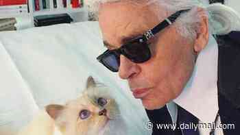 What's really happening to Karl Lagerfeld's £250m - and why it's bad news for his pampered cat: The housekeeper caring for Choupette was eagerly awaiting a huge payout... but now we reveal who's actually getting the cash