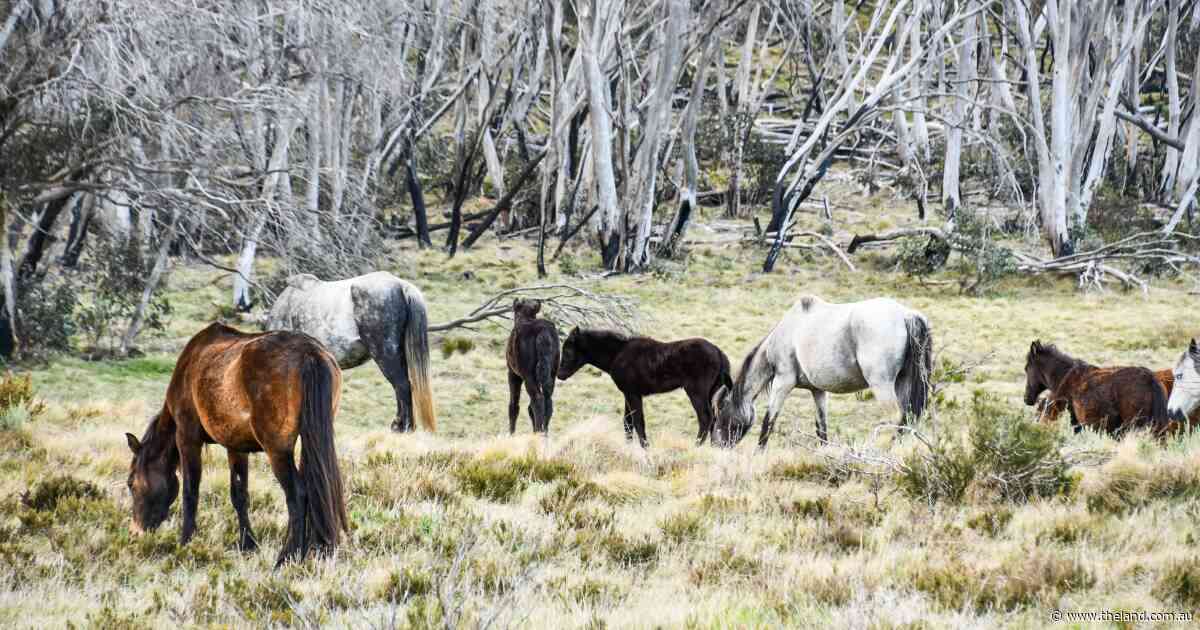 'We don't believe it's being done humanely': advocates question brumby cull