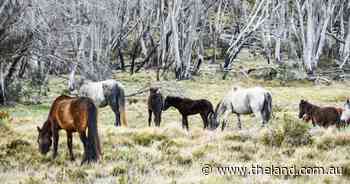 'We don't believe it's being done humanely': advocates question brumby cull