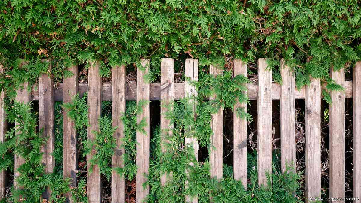 Lawyer explains what to do if neighbour's tree is damaging your fence