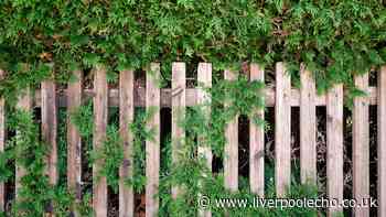 Lawyer explains what to do if neighbour's tree is damaging your fence