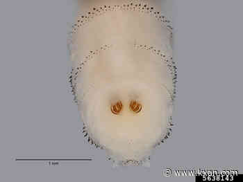 Texas health officials warn of New World Screwworm after confirmed case in Zavala County