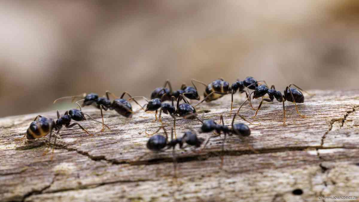 Ameisen in Hamburg: So sollten Sie reagieren, wenn die Tiere ins Haus gelangen
