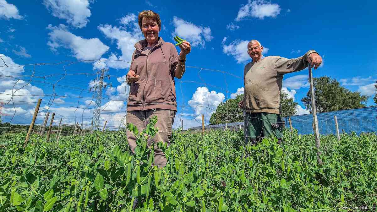 Erbsensaison beginnt: Warum der „Grüne Kaviar“ frisch in der Schote so teuer ist
