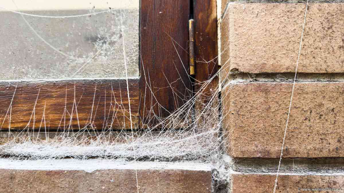 Two spider repellents scientists say are effective - and one that is not