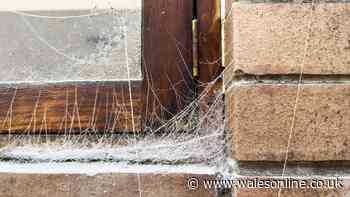 Two spider repellents scientists say are effective - and one that is not