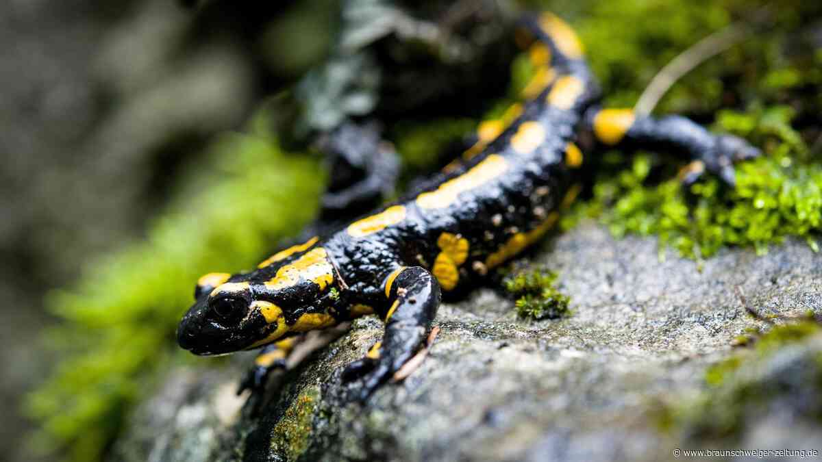 Bei diesem Wolfsburger Naturschutzthema geht es erst einmal rück- statt vorwärts