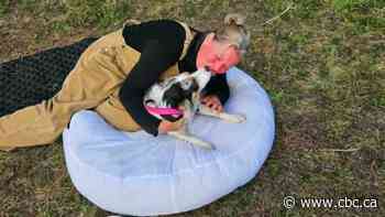 ‘We need one more miracle’: Kelowna dog safe at home after surviving, running away from rollover crash