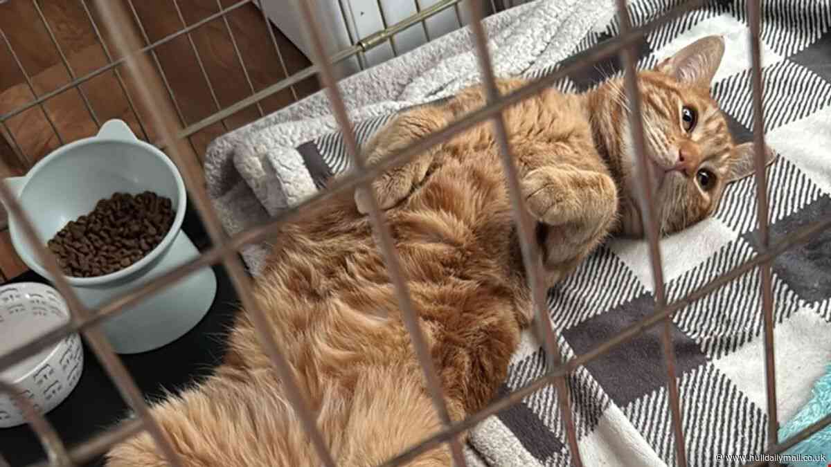 'We're at breaking point' - Hull animal rescue issues desperate plea for funds