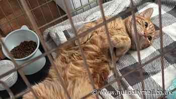 'We're at breaking point' - Hull animal rescue issues desperate plea for funds